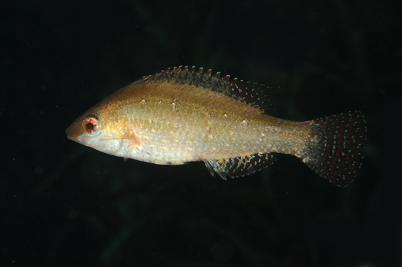 Symphodus cinereus
